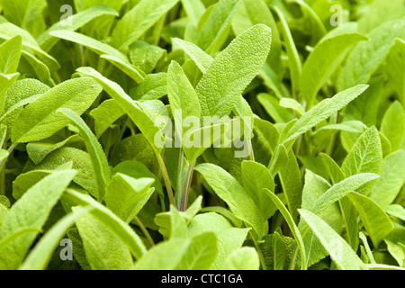 Common sage, Salvia officinalis broad-leaved Stock Photo