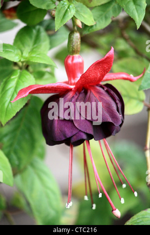 Fuchsia (Lady in Black) Stock Photo