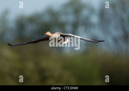 Greylag goose in flight against a woodland background