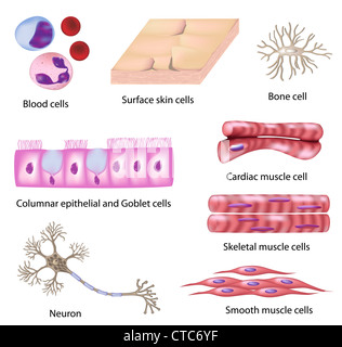 Human cell collection Stock Photo