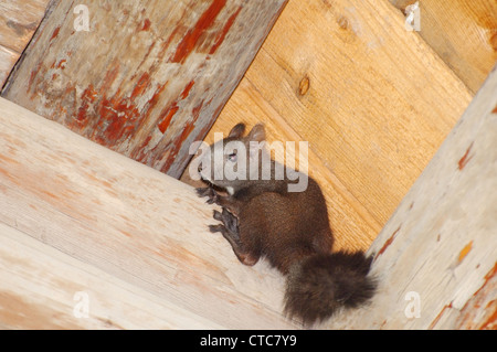 Red squirrel, Eurasian red squirrel (Sciurus vulgaris). Lake Baikal, Siberia, Russian Federation. Stock Photo