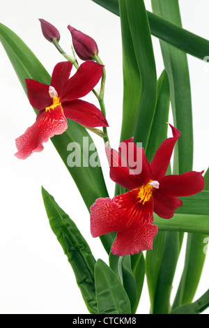 Cambria - Burrageara Nelly Isler orchid hybrid two red flowers blooming Stock Photo