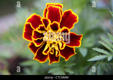 Close Up Of French Marigold Stock Photo