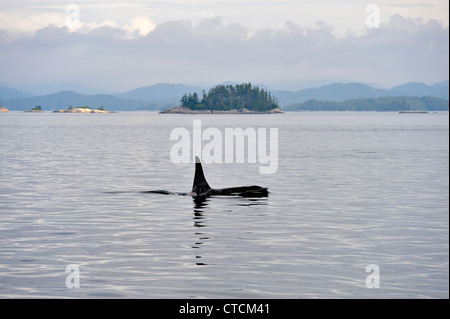Killer whale (Orcinus orca) Resident pod summer salmon feeding territory, Johnstone Strait, Vancouver Island Stock Photo