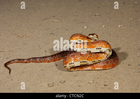 Corn Snake Pantherophis guttatus South Carolina USA Stock Photo - Alamy