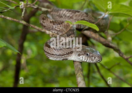 Grey eastern rat snake - Pantherophis alleghaniensis Stock Photo