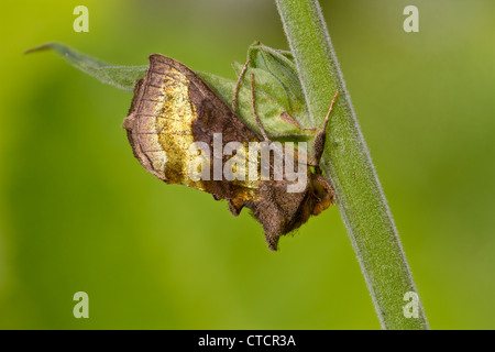 Burnished Brass moth, Diachrysia chrysitis Stock Photo