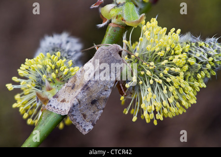 Clouded Drab moth, Orthosia incerta Stock Photo