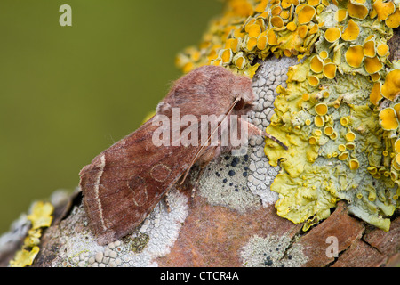 Clouded Drab moth, Orthosia incerta Stock Photo