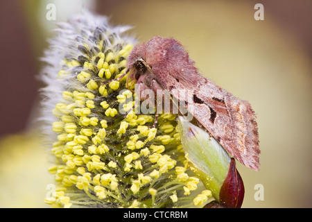 Hebrew Character moth, Orthosia gothica on willow catkin Stock Photo