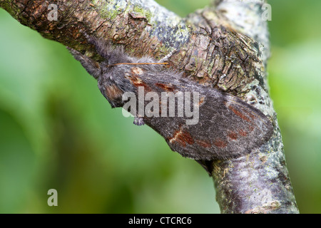 Iron Prominent moth, Notodonta dromedarius Stock Photo