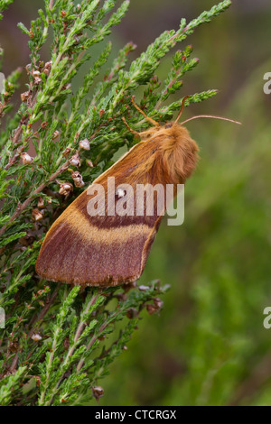 Northern Eggar moth, Lasiocampa quercus f. callunae Stock Photo
