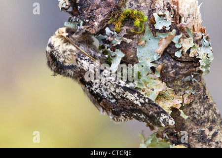 Oak Beauty moth, Biston strataria Stock Photo