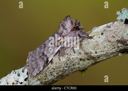 Yellow Horned moth, Achlya flavicornis Stock Photo