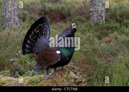 Male Capercaillie, Tetrao urogallus displaying in Scottish Highland pine forest habitat Stock Photo