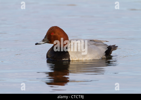 Drake Common Pochard, Aythya ferina Stock Photo