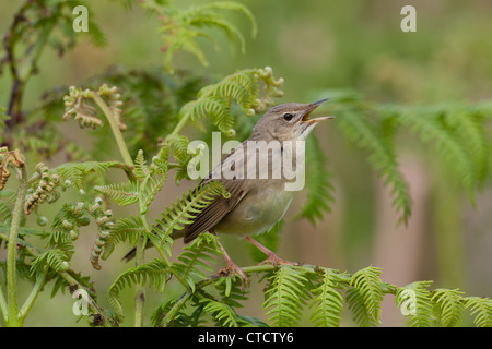 Common Grasshopper Warbler, Locustella naevia reeling Stock Photo