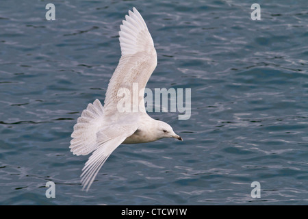 Second winter plumage Iceland Gull, Larus glaucoides Stock Photo