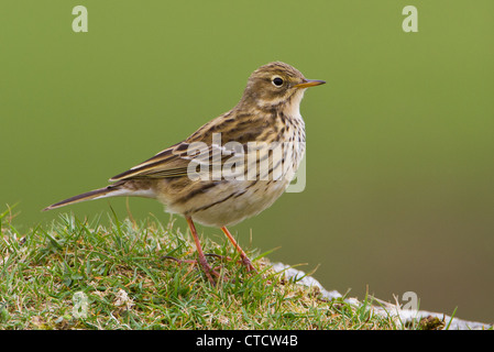 Meadow Pipit, Anthus pratensis Stock Photo