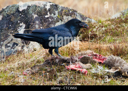 Common Raven, Corvus corax feeding on deer carrion Stock Photo