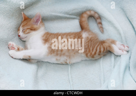 Ginger And White Kitten Stretched Out Asleep In Cat Basket Stock Photo