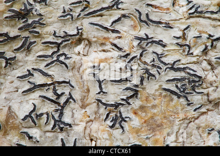 Common script lichen, Graphis scripta growing on old growth Hazel Stock Photo