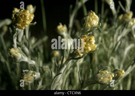 Picture: Steve Race - Curry Plant (Helichrysum italicum or Helichrysum angustifolium) growing in Catalunya, Spain. Stock Photo