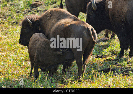 American Bison (Bison bison) Cow and calf, Yellowstone National Park, Wyoming, USA Stock Photo