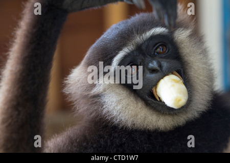 Agile Gibbon (Hylobates agilis) holding a banana in its mouth, Camp Leaky, Tanjung Puting National Park, Indonesia Stock Photo