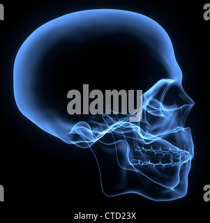 Human skull  X-ray artwork Stock Photo