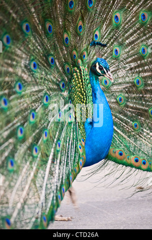 Colorful peacock shows itself in a love dance Stock Photo