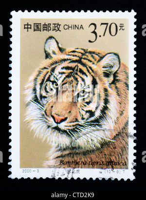 CHINA - CIRCA 2000: A stamp printed in China shows Panthera tigris altaica, series, circa 2000 Stock Photo