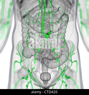 Lymphatic system  artwork Stock Photo