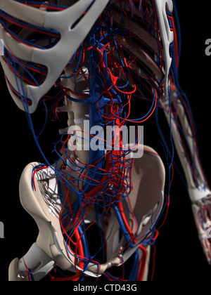 Side view showing human bones with muscles and circulatory system Stock