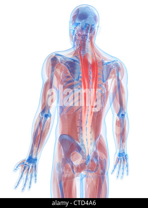 Back muscles  artwork Stock Photo