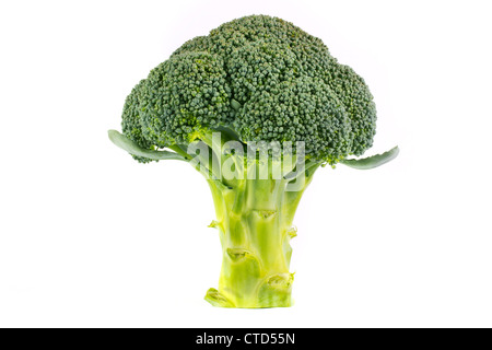 Fresh broccoli on a white background Stock Photo