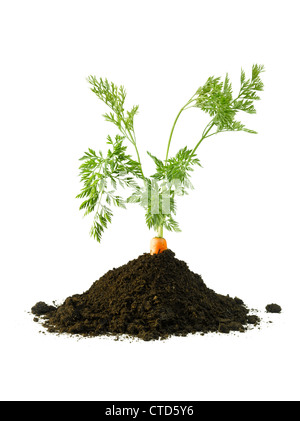 Carrot growing in a pile of soil Stock Photo