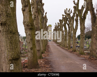 Two lines of pruned lime trees in midwinter converging on a graveyard chapel UK Stock Photo