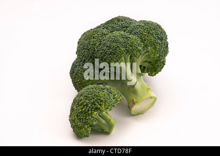 Fresh broccoli on a white background Stock Photo
