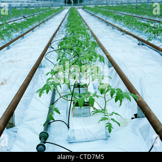 Young tomato plants grown in rockwool under glass Stock Photo