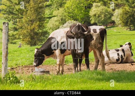 Bull protecting cows in a farm field summer Maine. Stock Photo