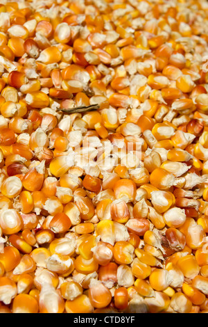 Background of yellow maize corn kernels ready for making popcorn Stock Photo