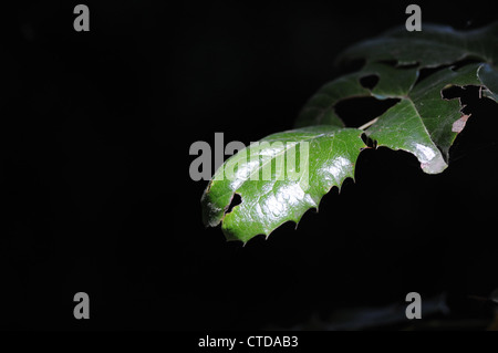 Oregon Grape in summer Stock Photo