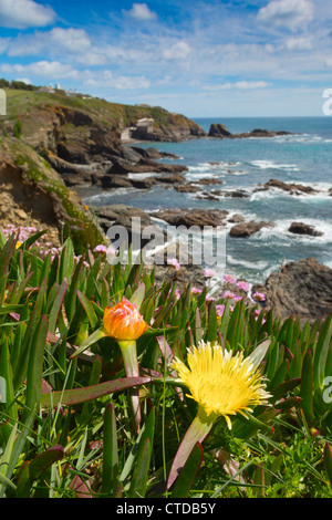 Lizard Point; Hottentot fig in flower; Cornwall; UK Stock Photo