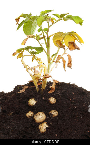 Potato plant with dying foliage and developed tubers in soil against a white background Stock Photo