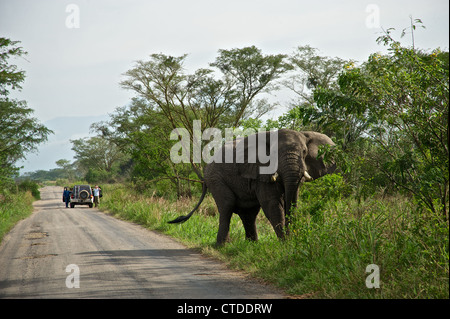 Elephant, FARDC, Mushake, Democratic Republic of Congo Stock Photo