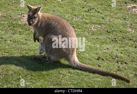 Kangaroo with albino joey in its pouch. Stock Photo