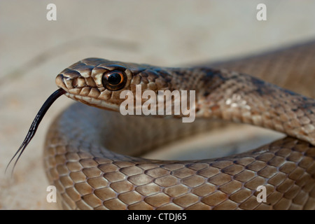 Coachwhip snake - Masticophis flagellum Stock Photo