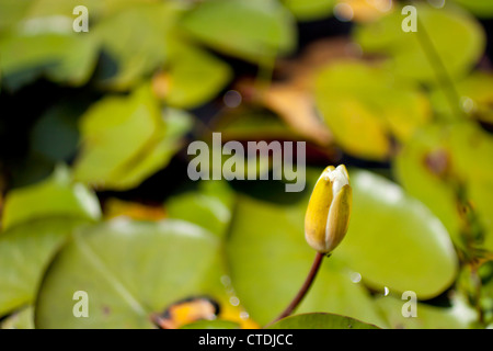 Fragrant white water lily Stock Photo