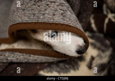 Jack Russell Terrier hiding under blankets Stock Photo